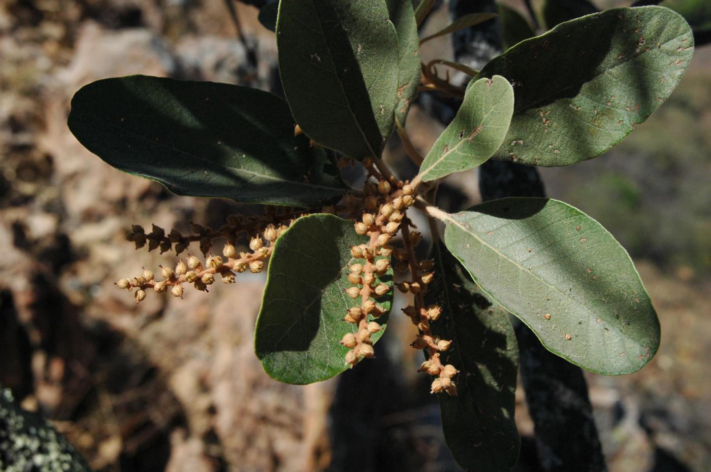 Clethra rosei image